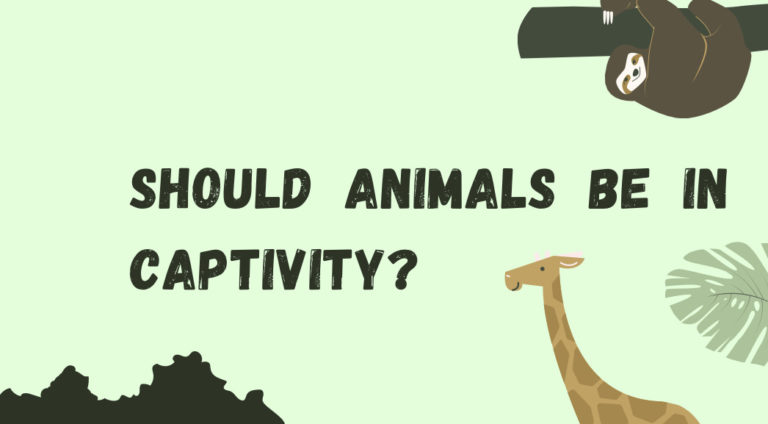 Should Animals be in Captivity?